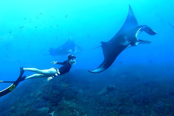 The Manta Rays Tour